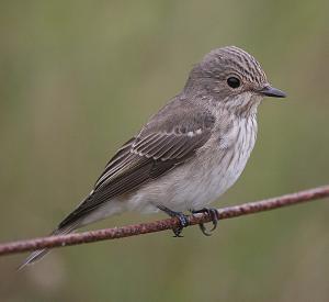 Pretty Spotted flycatcher