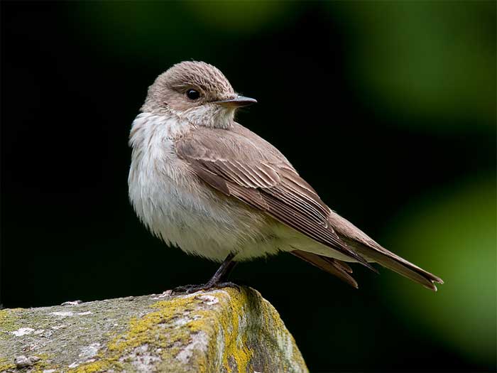 Pretty Spotted flycatcher