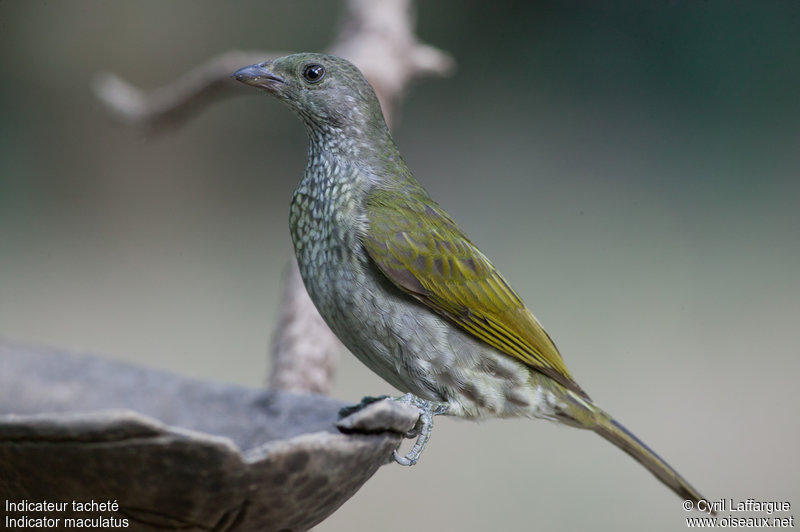 Pretty Spotted honeyguide