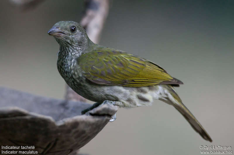 Pretty Spotted honeyguide