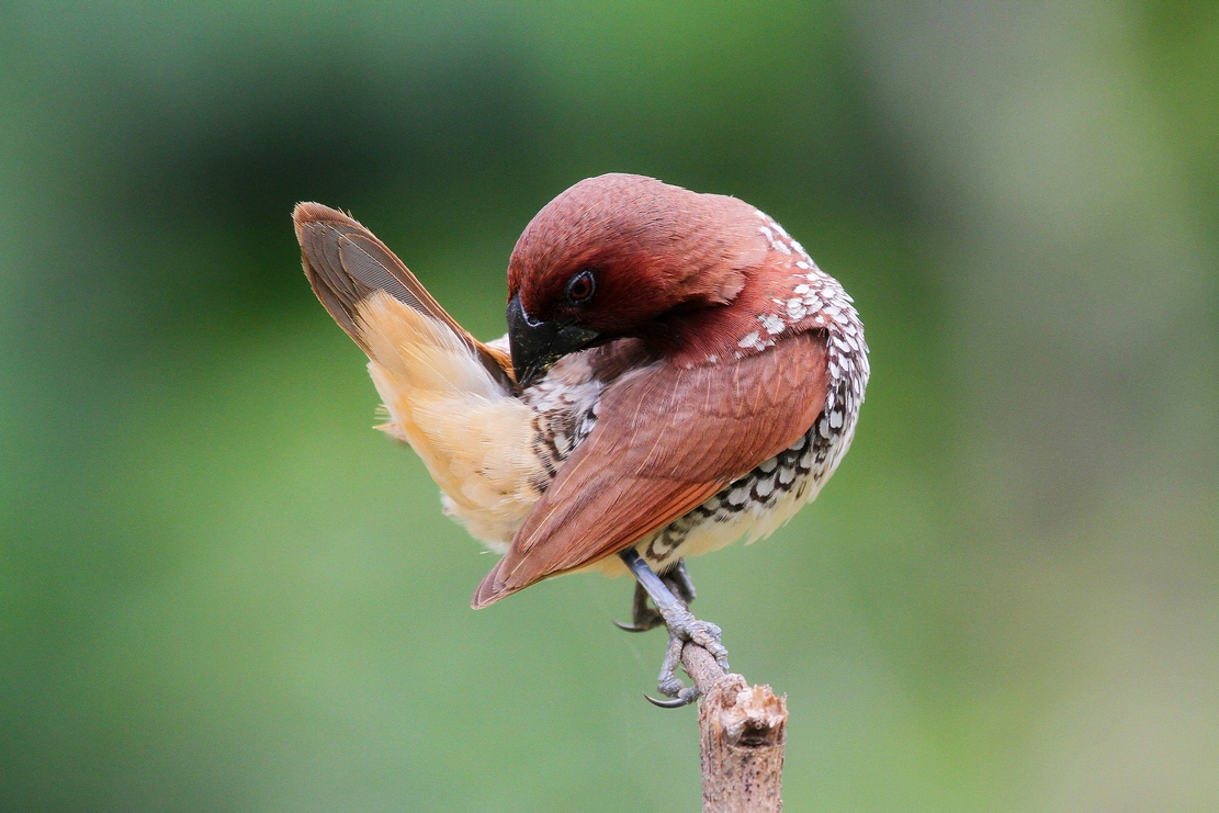 Pretty Spotted munia