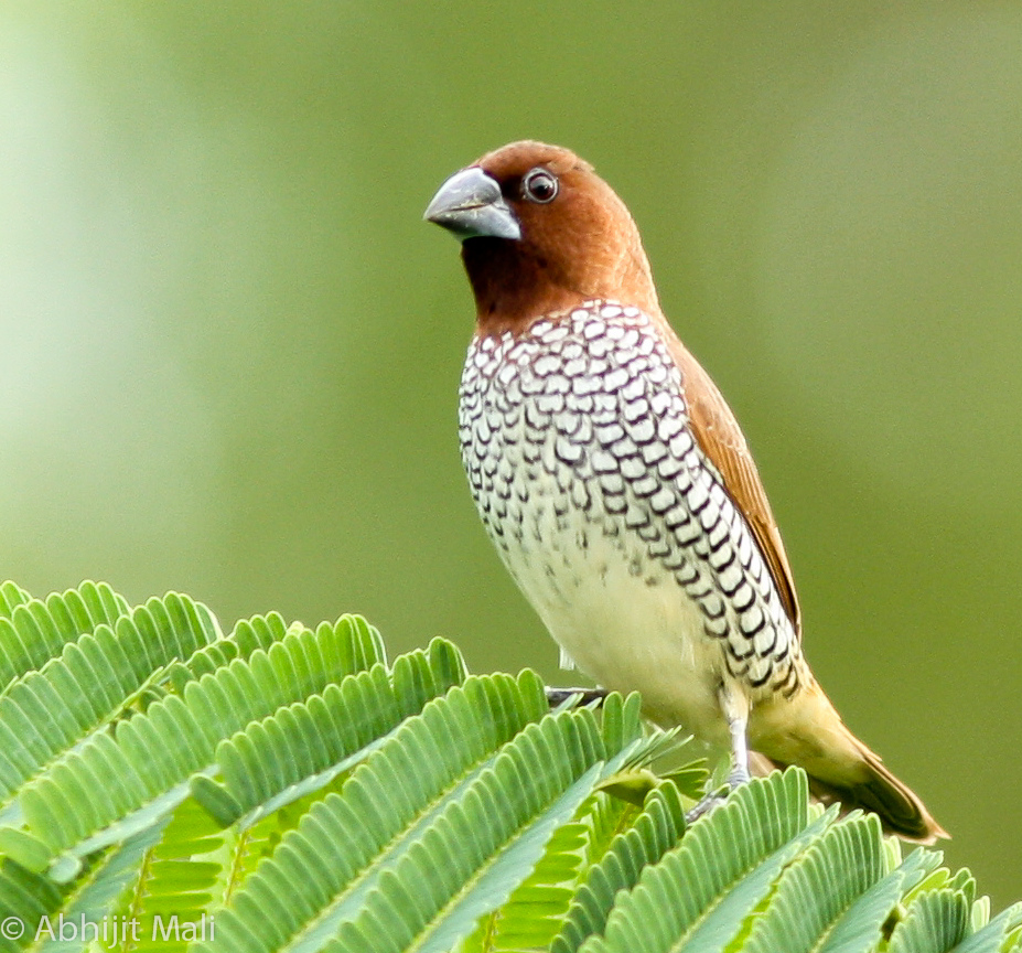 Pretty Spotted munia