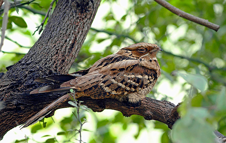 Spotted nightjar