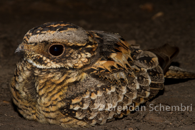 Pretty Spotted nightjar