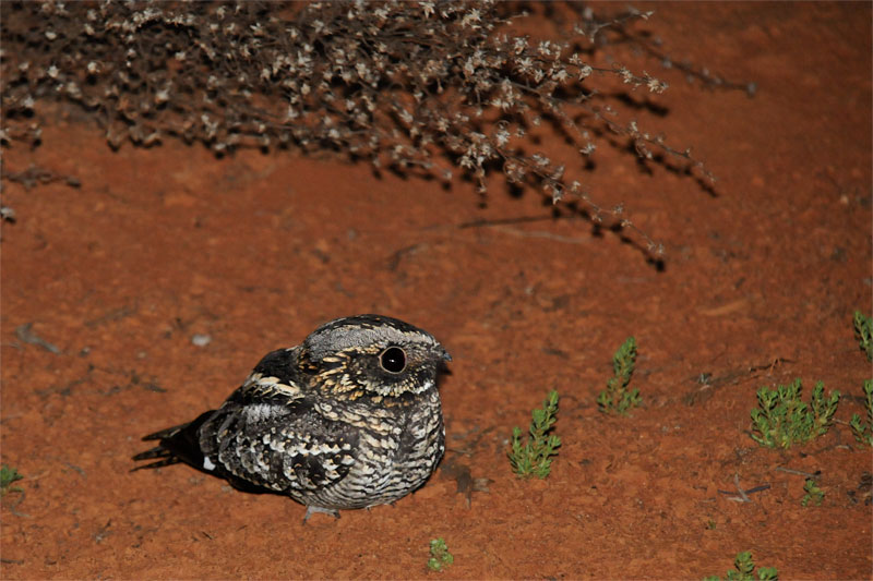 Pretty Spotted nightjar