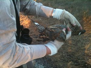 Pretty Spotted nightjar