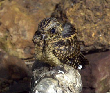 Pretty Spotted nightjar