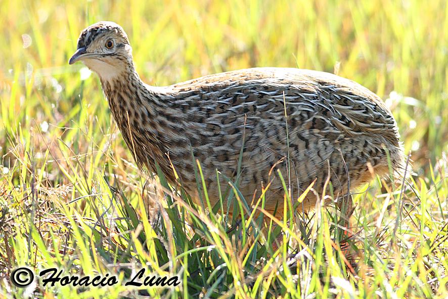 Pretty Spotted nothura