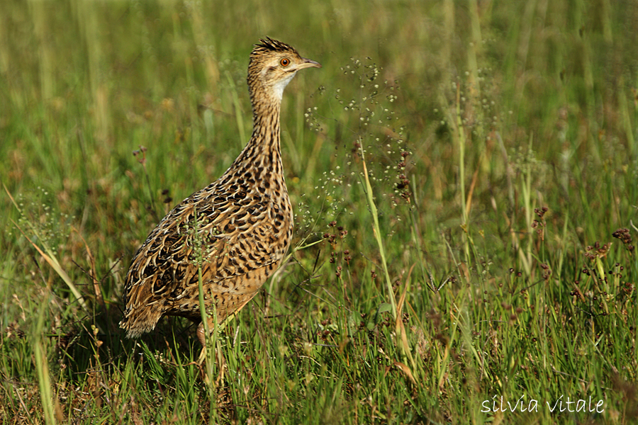 Pretty Spotted nothura