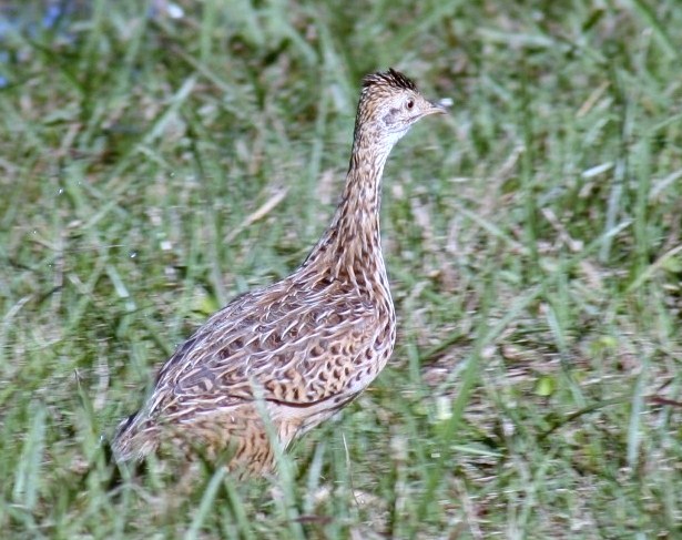 Pretty Spotted nothura
