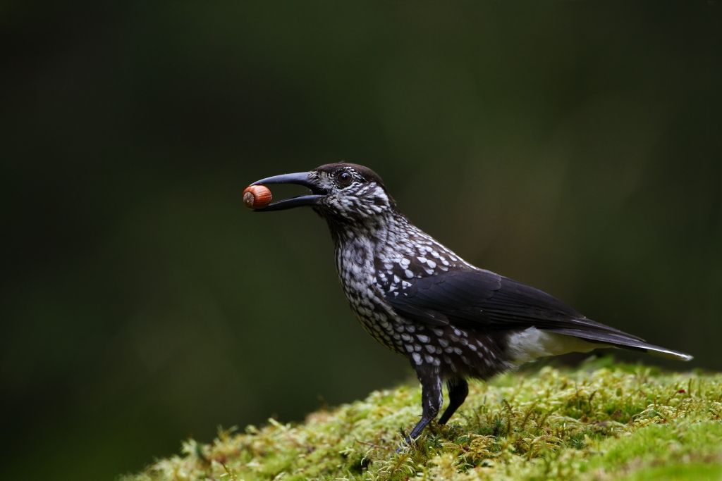 Spotted nutcracker