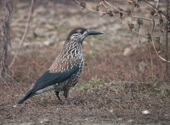 Pretty Spotted nutcracker