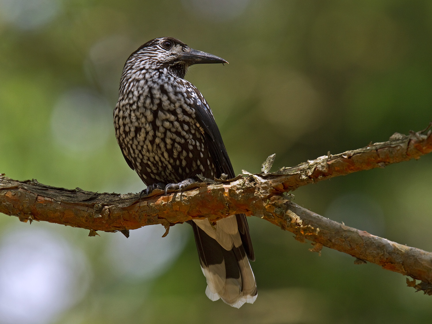 Pretty Spotted nutcracker