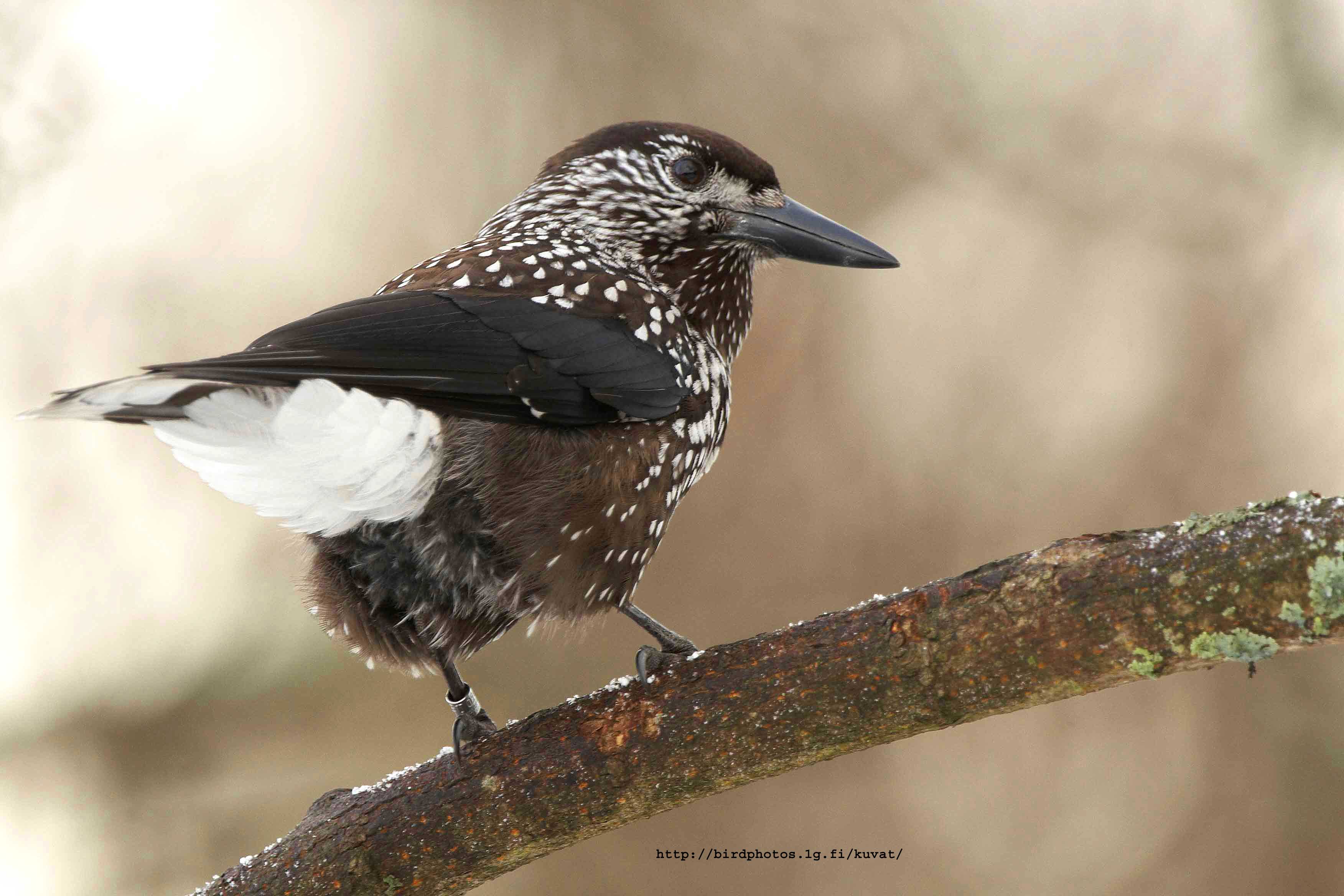 Pretty Spotted nutcracker