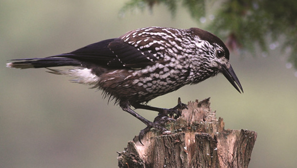 Pretty Spotted nutcracker