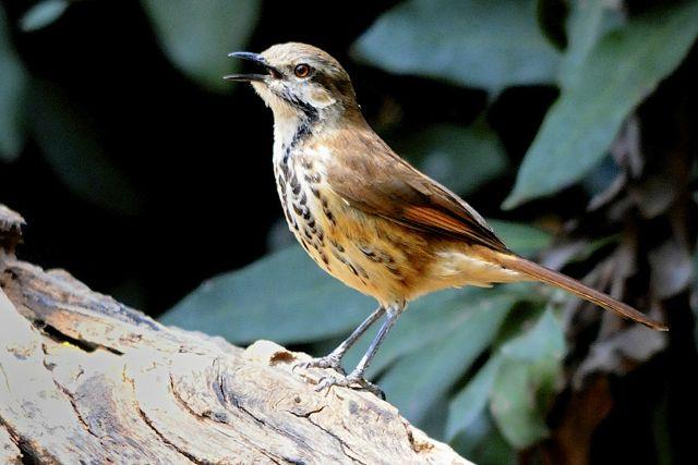 Pretty Spotted palm-thrush