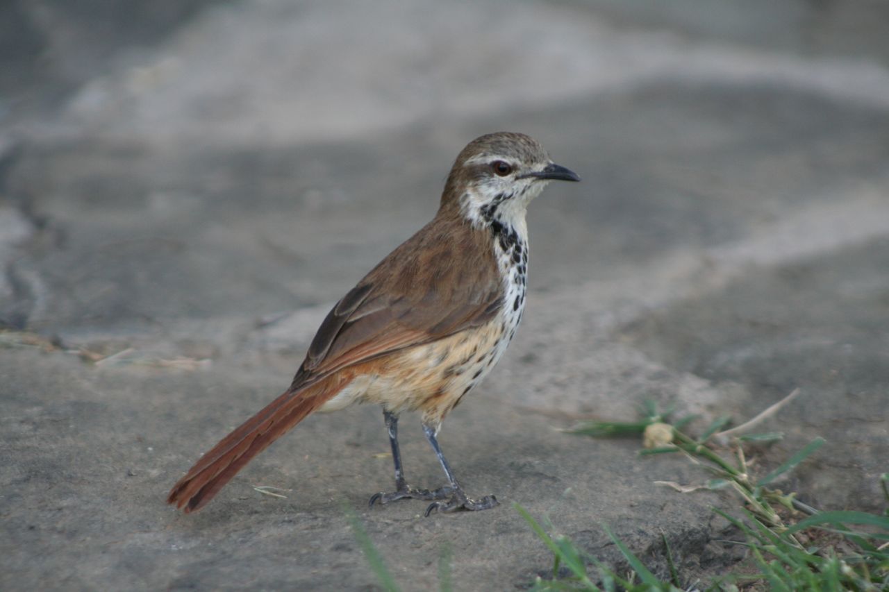 Pretty Spotted palm-thrush