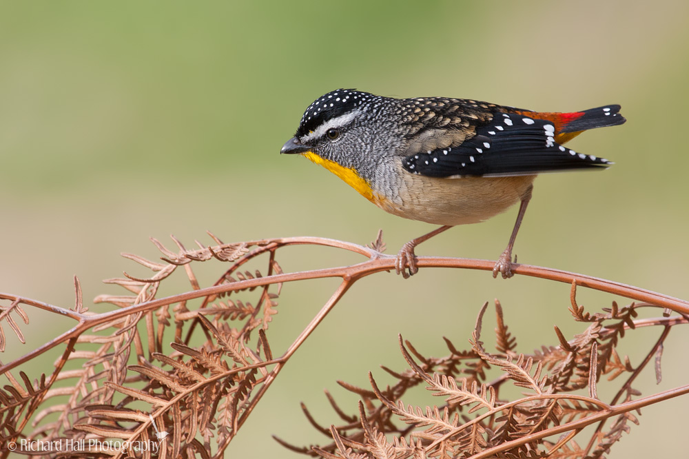 Spotted pardalote