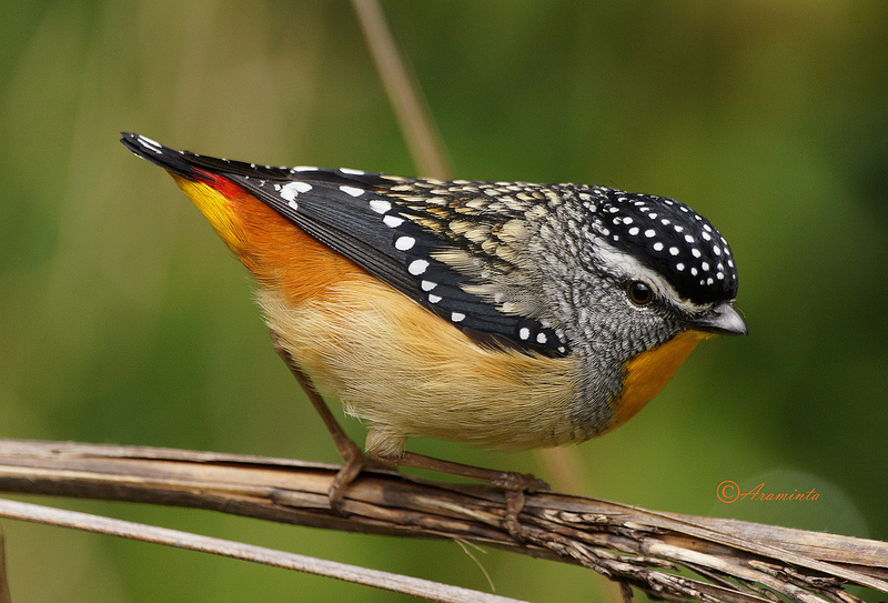 Pretty Spotted pardalote