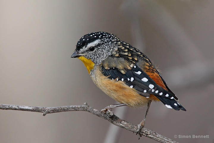 Pretty Spotted pardalote