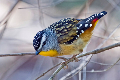 Pretty Spotted pardalote