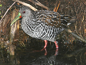 Spotted rail