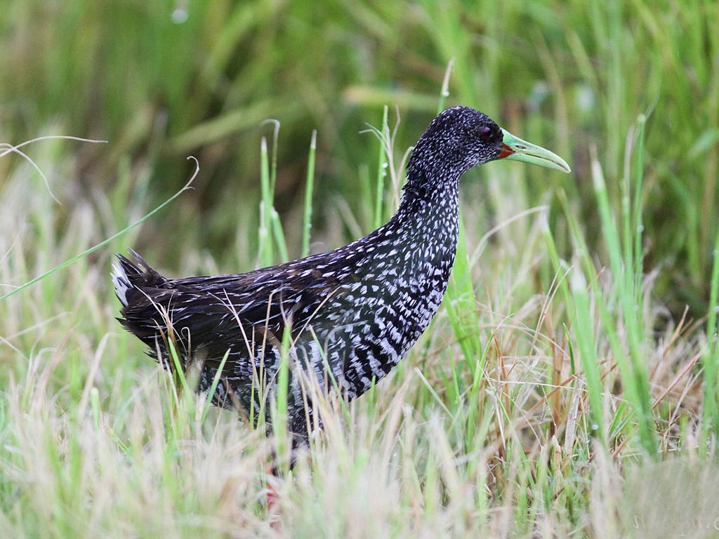 Pretty Spotted rail