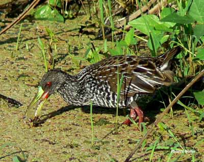 Pretty Spotted rail