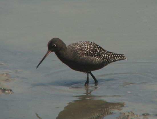 Spotted redshank