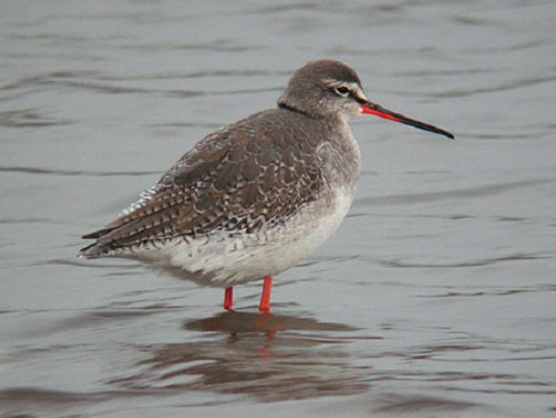 Pretty Spotted redshank