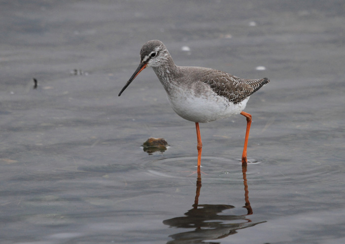 Pretty Spotted redshank