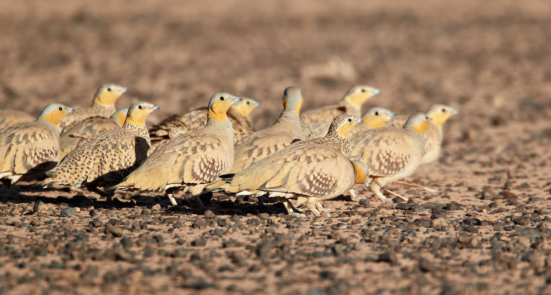 Spotted sandgrouse
