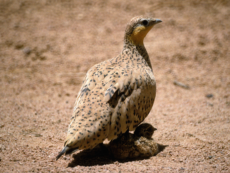 Pretty Spotted sandgrouse