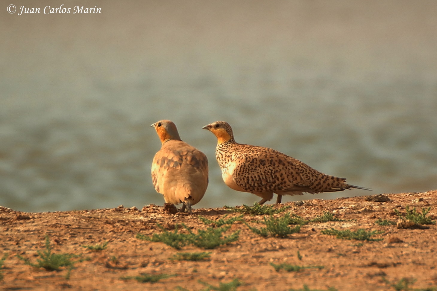Pretty Spotted sandgrouse
