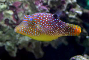 Pretty Spotted toby