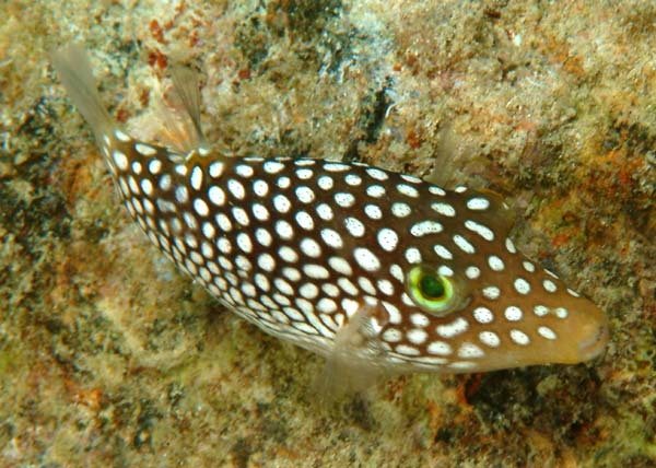 Pretty Spotted toby