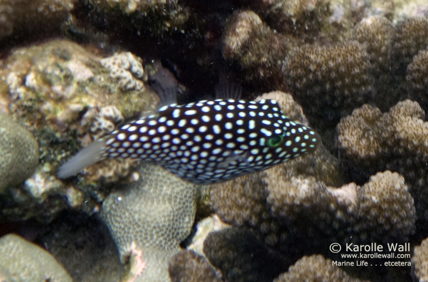 Pretty Spotted toby
