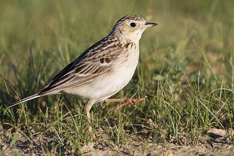 Sprague’s pipit