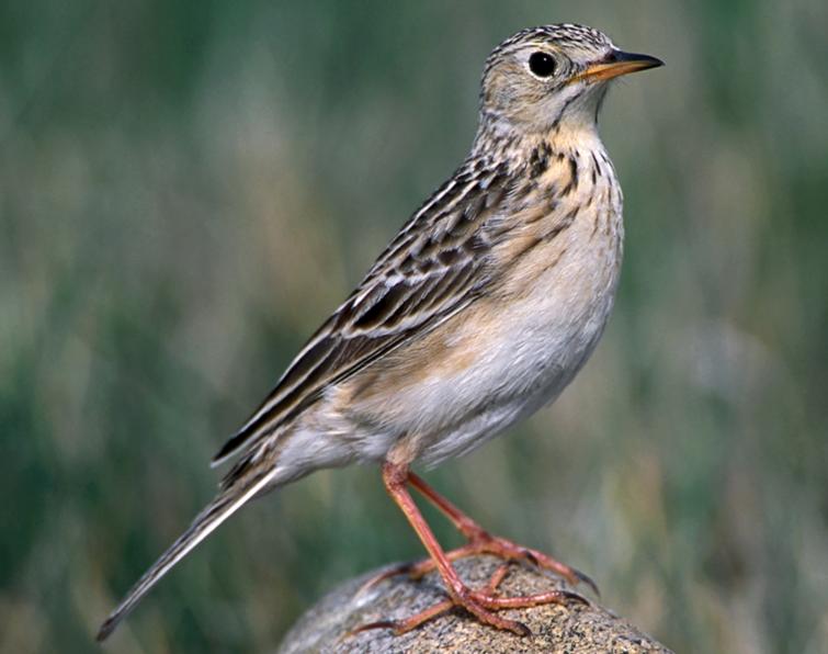 Pretty Sprague’s pipit