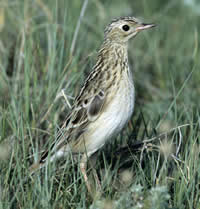 Pretty Sprague’s pipit