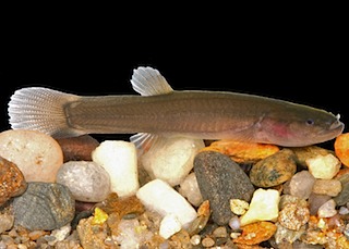 Spring cavefish