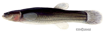 Pretty Spring cavefish