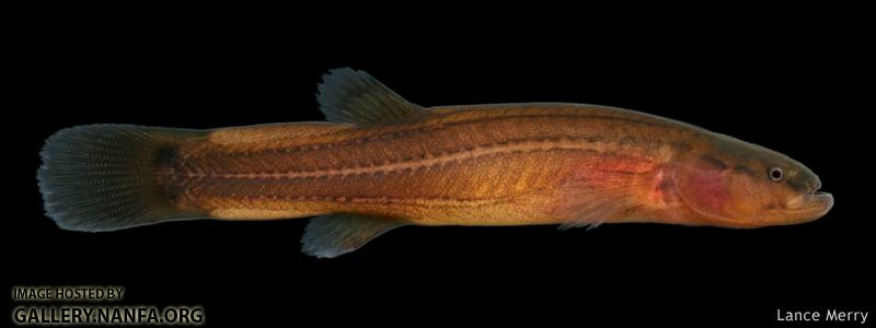 Pretty Spring cavefish