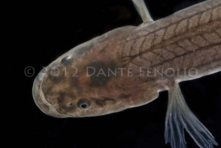 Pretty Spring cavefish