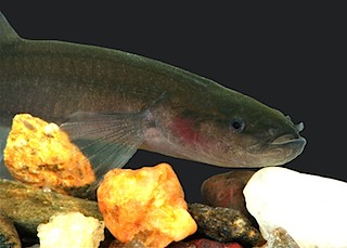 Pretty Spring cavefish