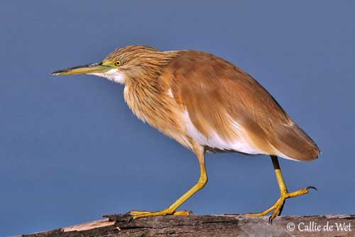 Squacco heron