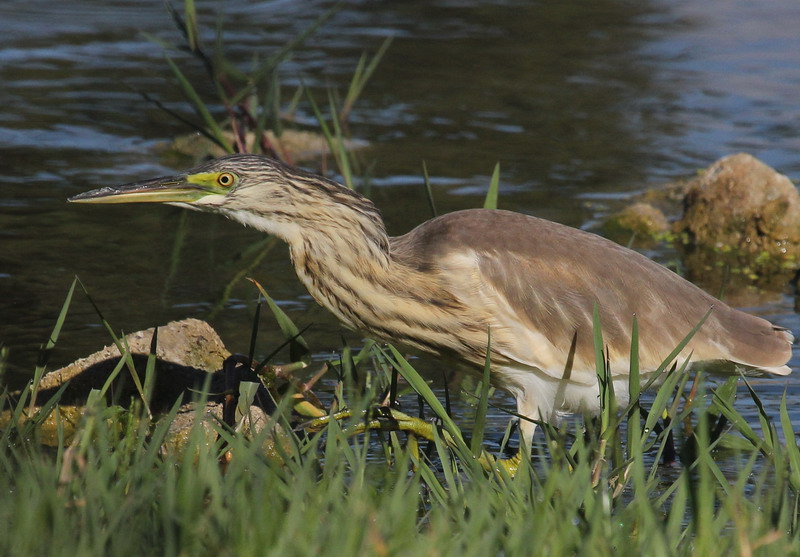 Pretty Squacco heron