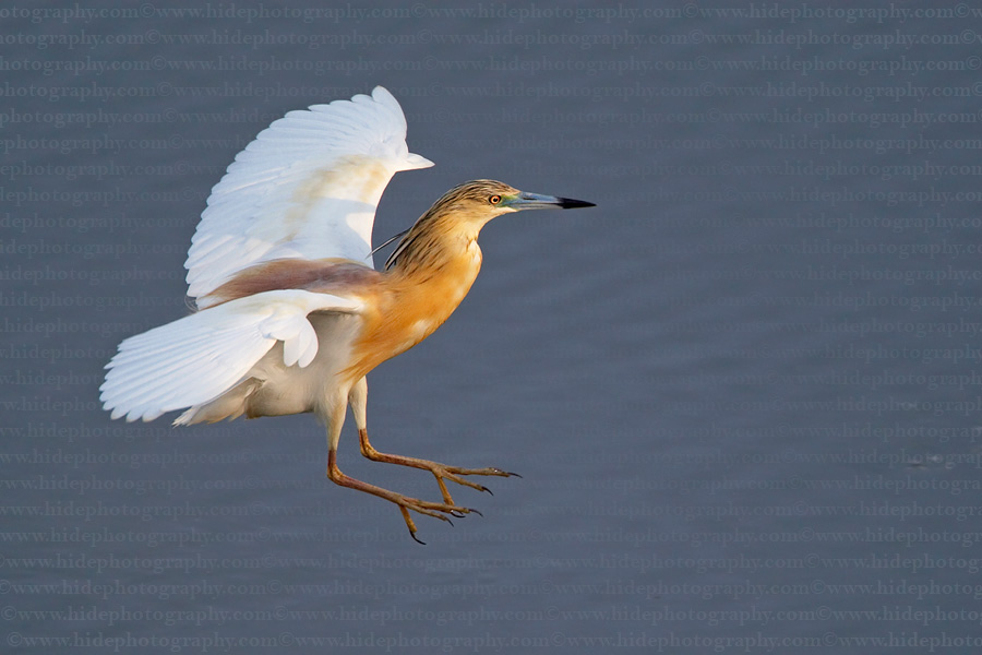 Pretty Squacco heron