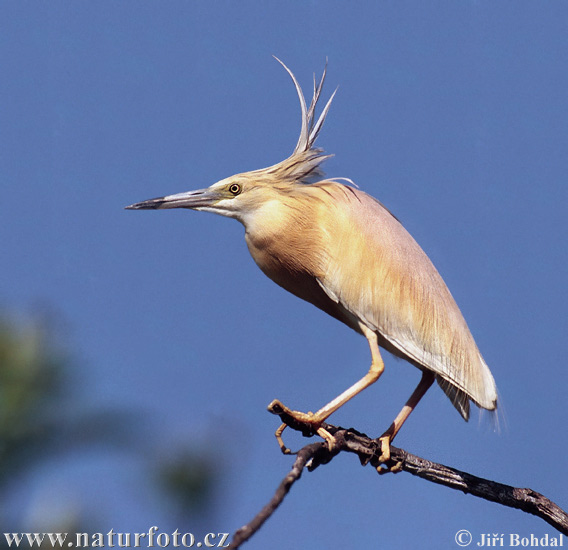 Pretty Squacco heron