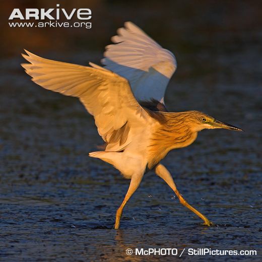 Pretty Squacco heron